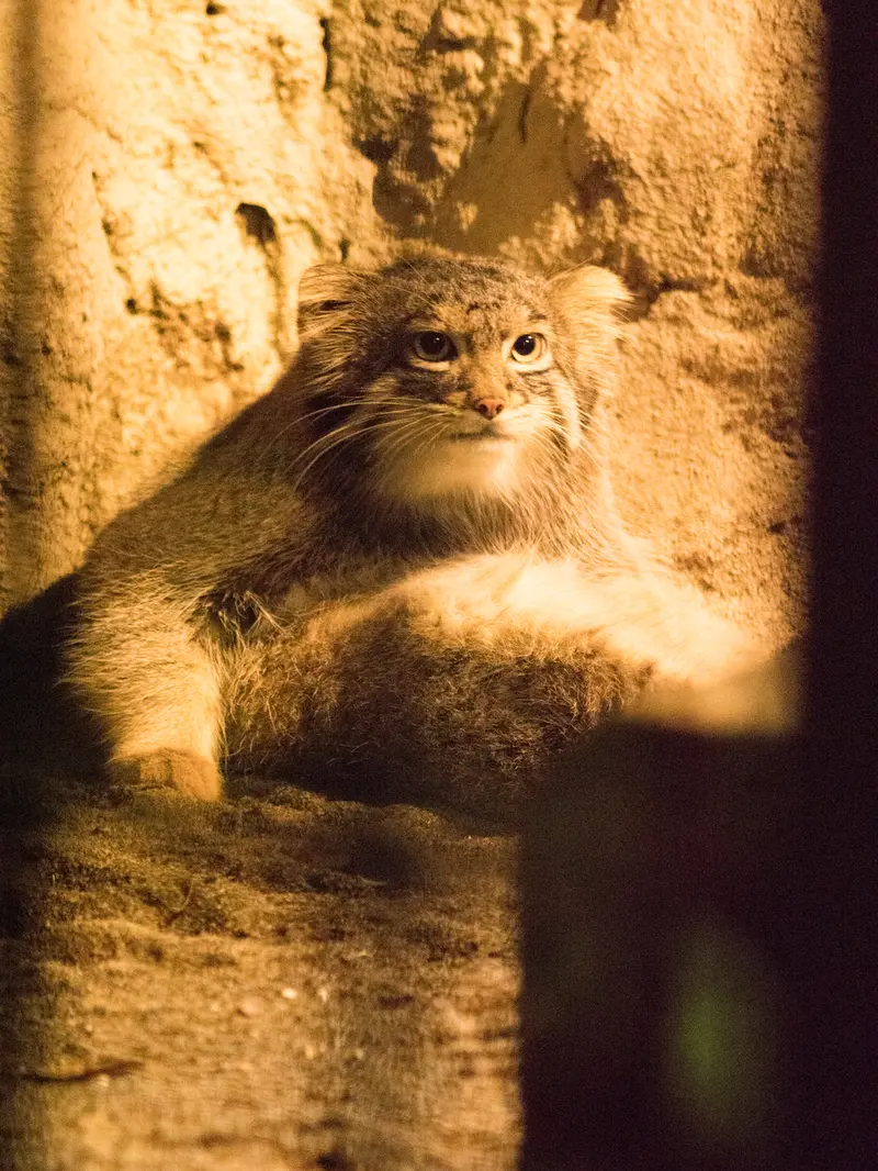 A photograph of Figa in Nogeyama Zoo