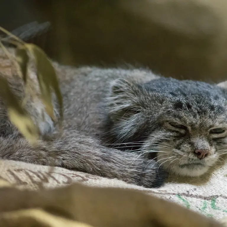 A photograph of Klyon in Ueno Zoological Gardens