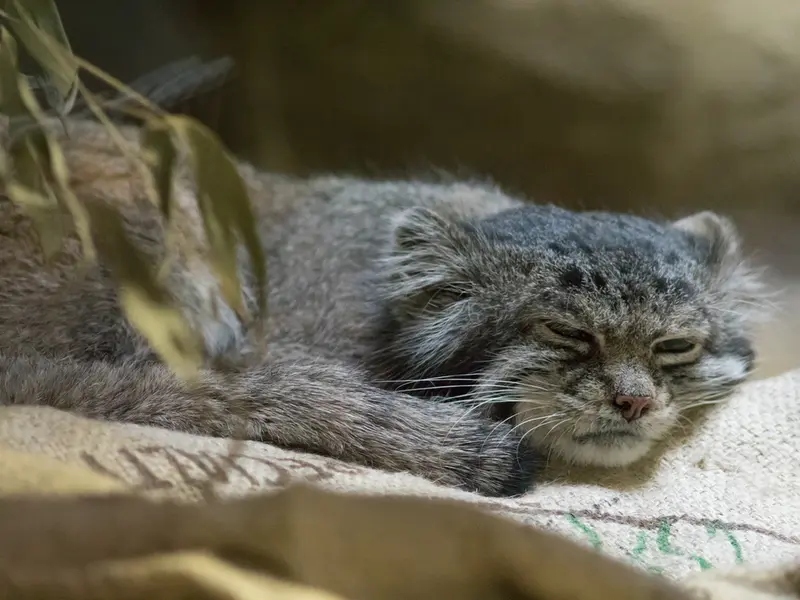 A photograph of Klyon in Ueno Zoological Gardens