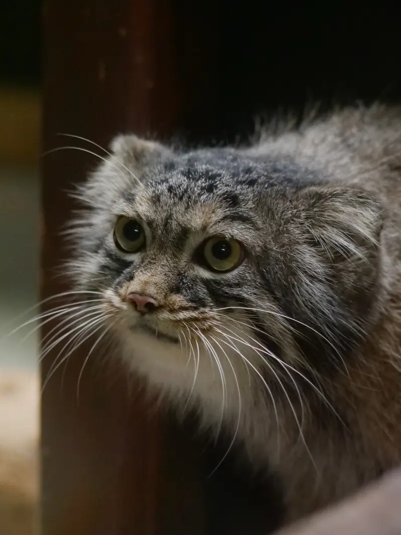A photograph of Shafran in Ueno Zoological Gardens