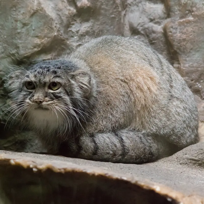 A photograph of Shafran in Ueno Zoological Gardens