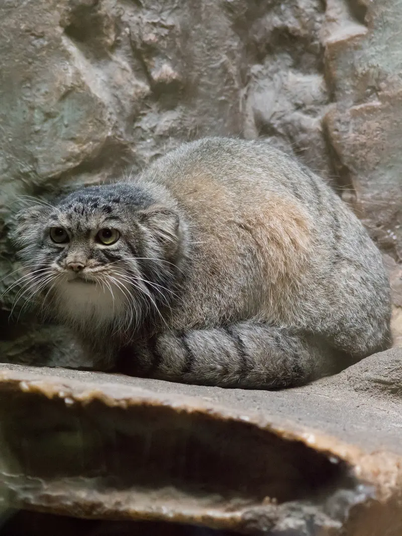 A photograph of Shafran in Ueno Zoological Gardens