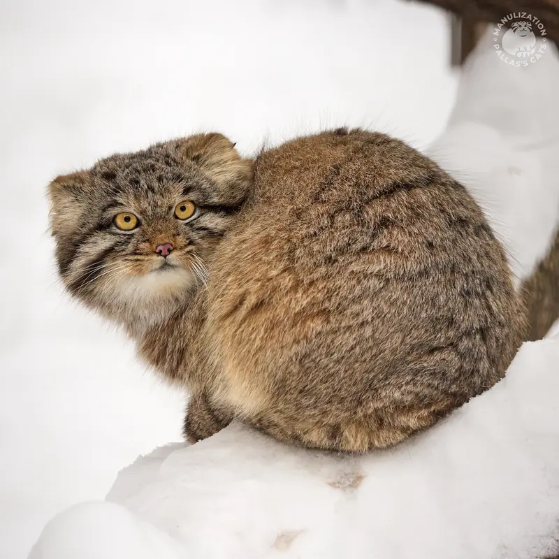 A photograph of Mensu in Novosibirsk Zoo
