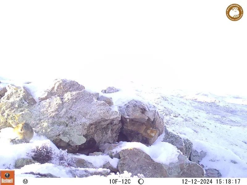 A photograph of Pika from Besshoky 1 camera trap