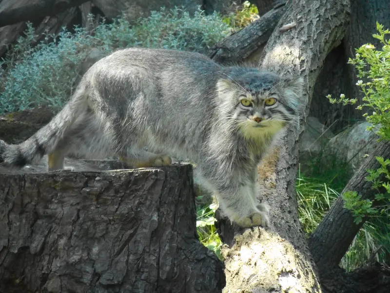 A photograph of Kubi in Wrocław Zoo