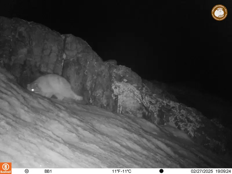 A photograph of Otocolobus manul manul from Aktas-Kunkora camera trap