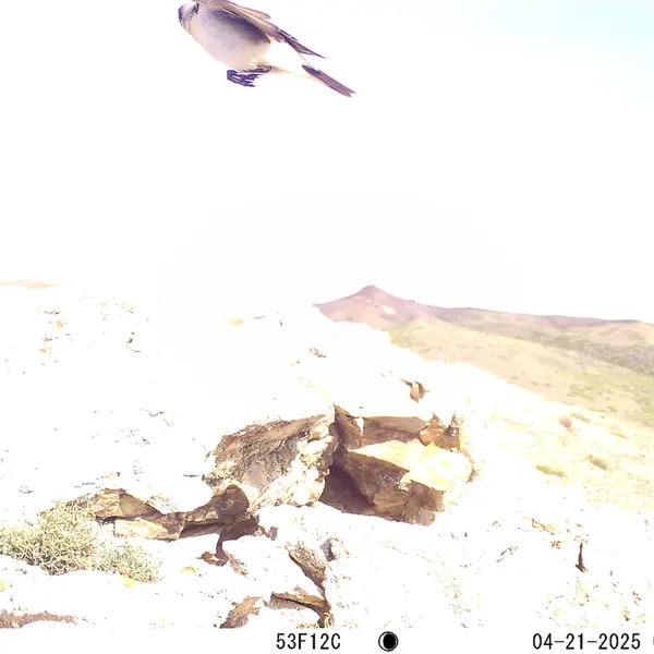 A photograph of a Pallas's cat from Besshoky 1 camera trap