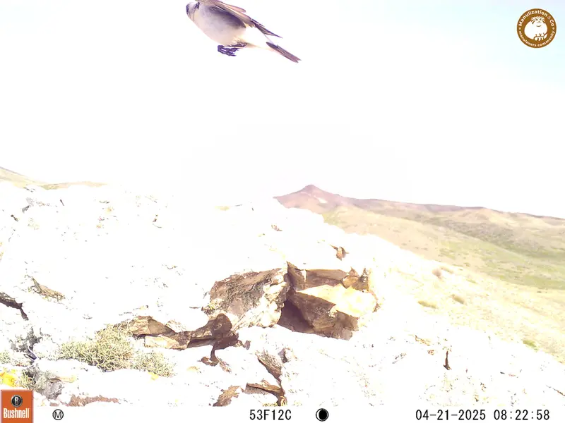 A photograph of a Pallas&#039;s cat from Besshoky 1 camera trap