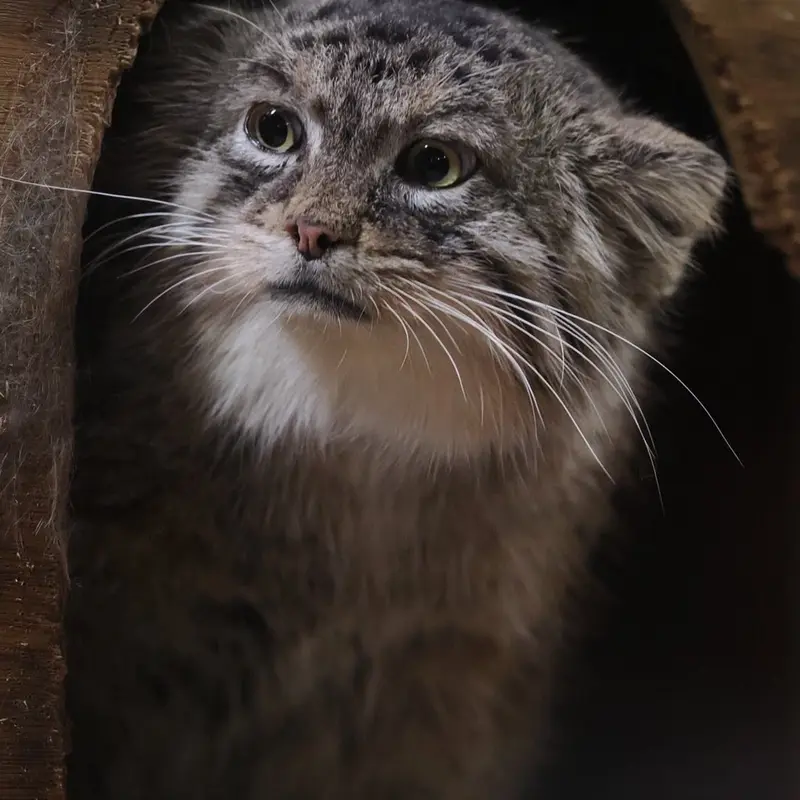 A photograph of a Pallas's cat