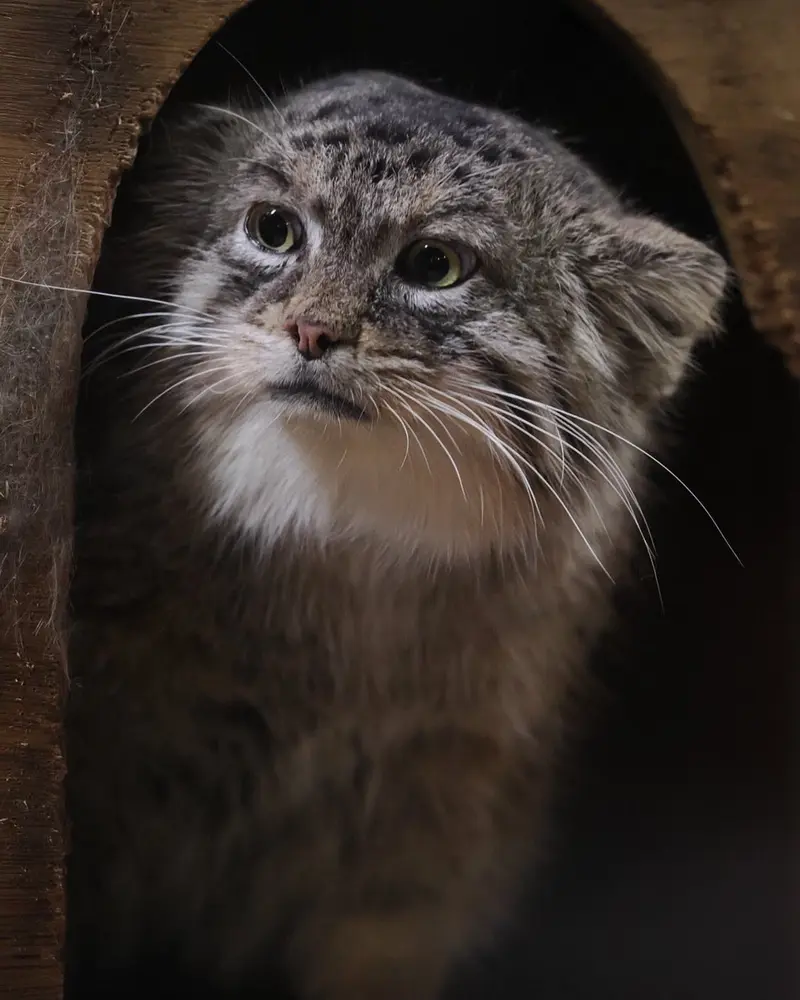 A photograph of a Pallas's cat
