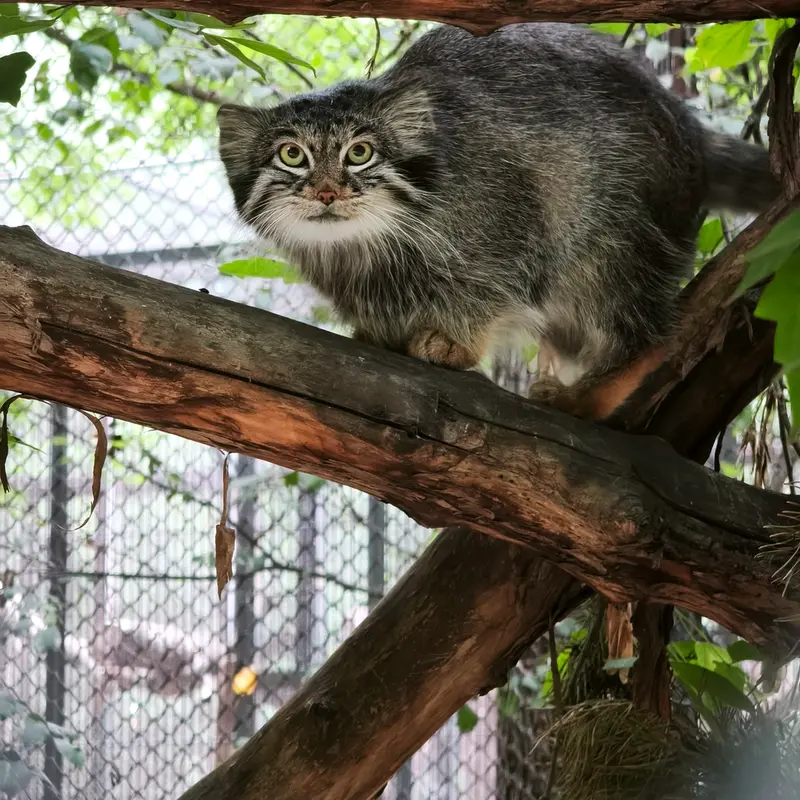 A photograph of Snezhinka in Novosibirsk Zoo