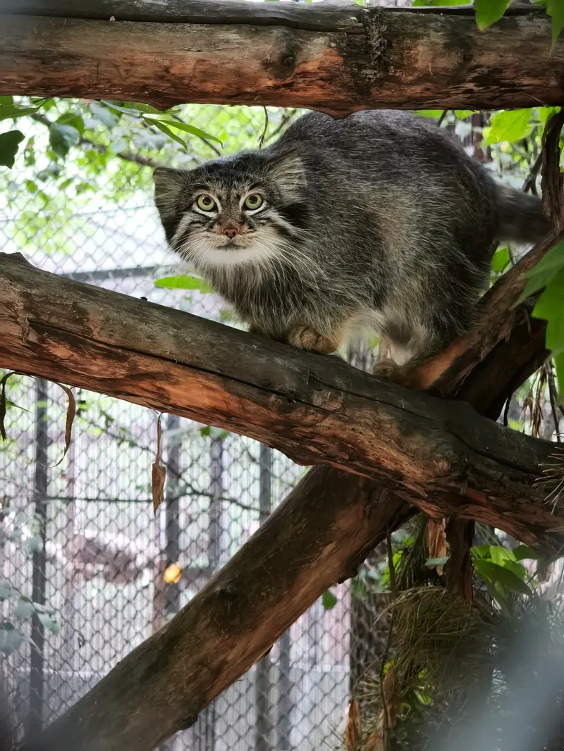 A photograph of Snezhinka in Novosibirsk Zoo