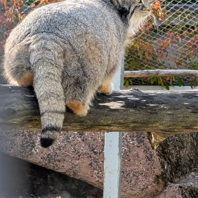 A photograph of Mimi in Korkeasaari Zoo