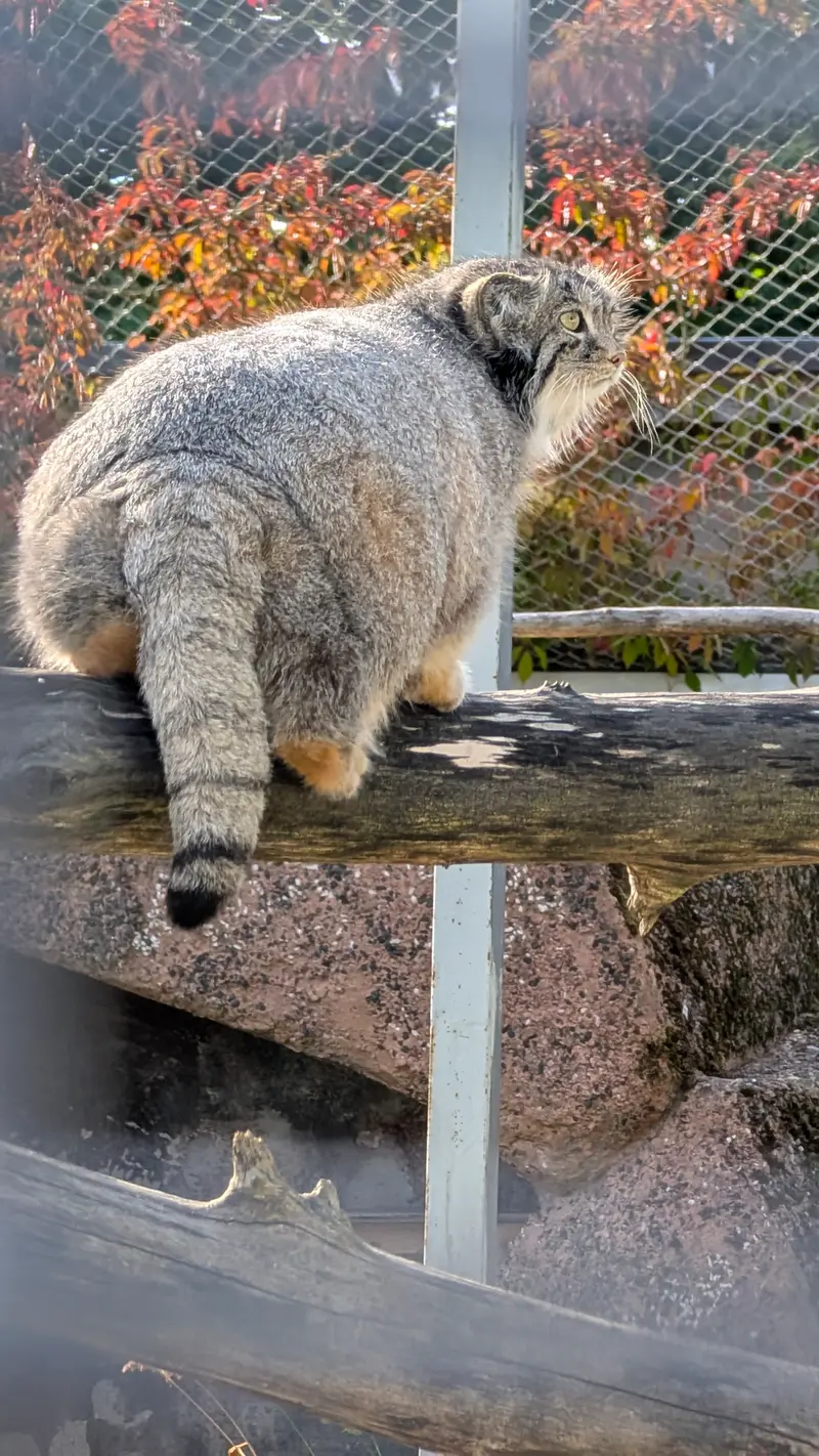 A photograph of Mimi in Korkeasaari Zoo