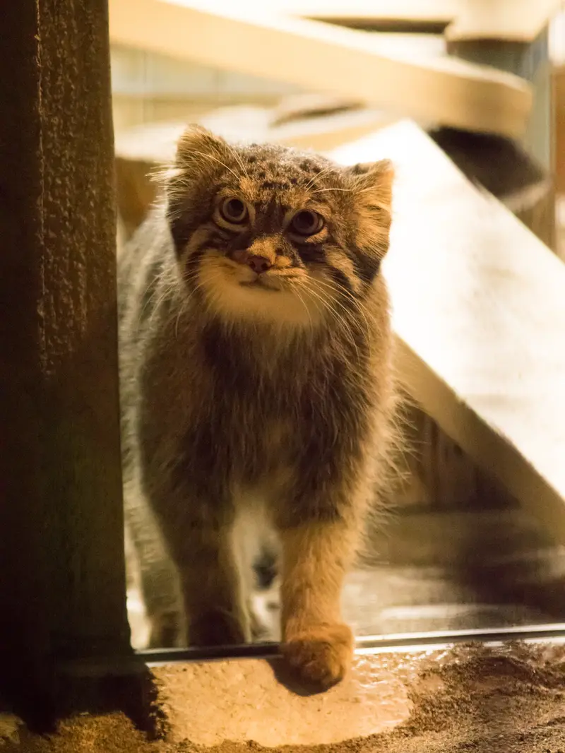 A photograph of Figa in Nogeyama Zoo