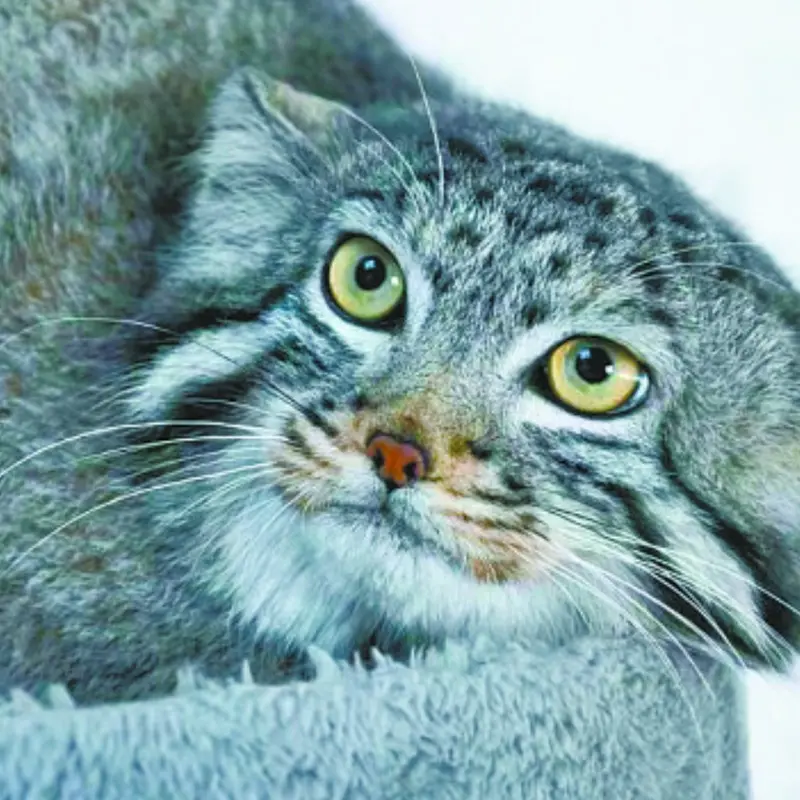 A photograph of Sun Daniang in Qinghai-Tibet Plateau Wildlife Zoo