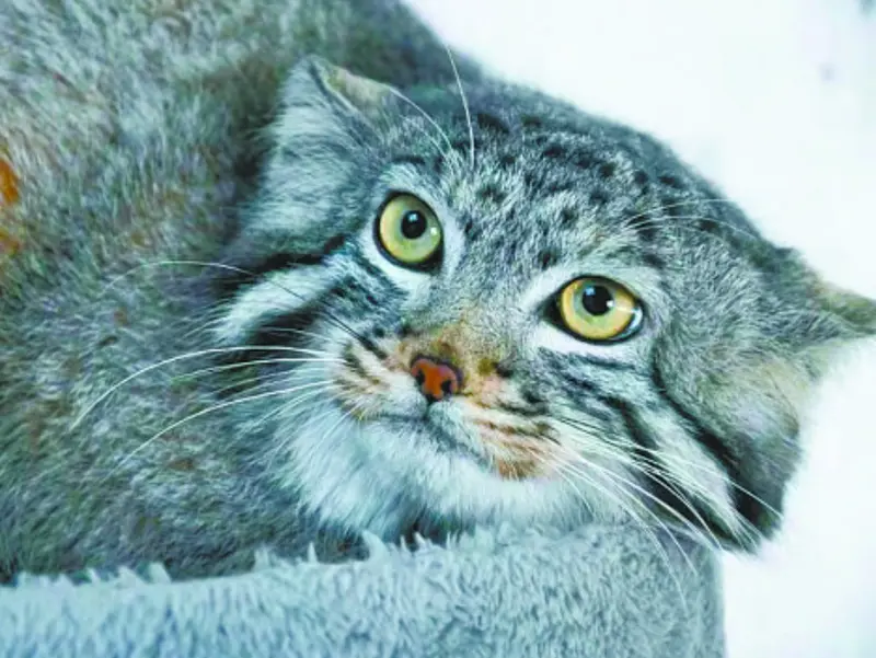 A photograph of Sun Daniang in Qinghai-Tibet Plateau Wildlife Zoo
