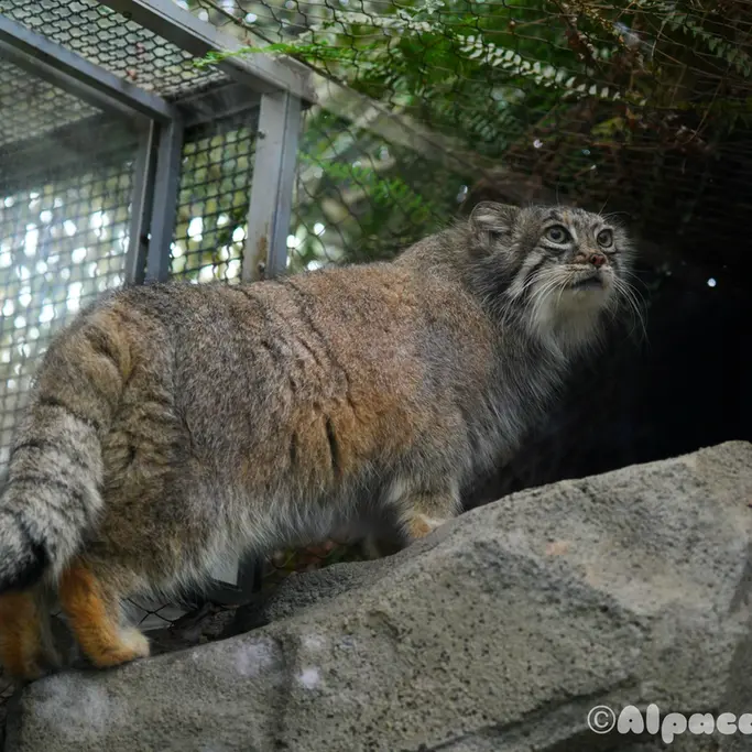 A photograph of Az in Kobe Animal Kingdom