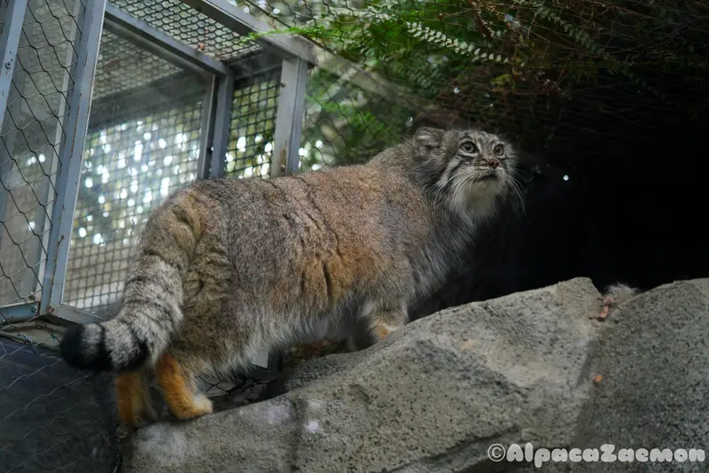 A photograph of Az in Kobe Animal Kingdom
