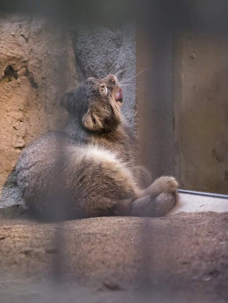 A photograph of Figa in Nogeyama Zoo