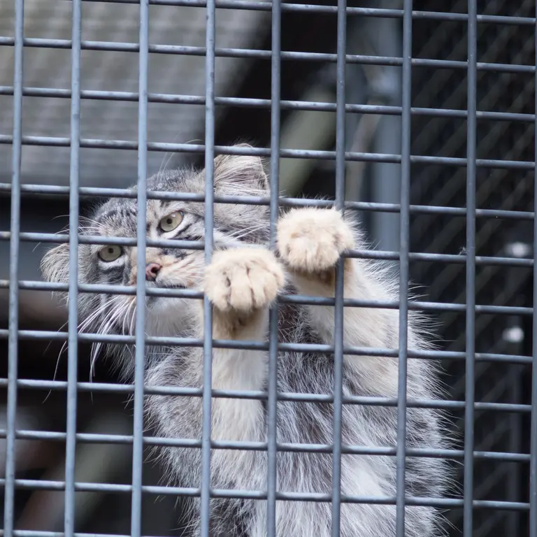 A photograph of Hide in Asahiyama Zoo