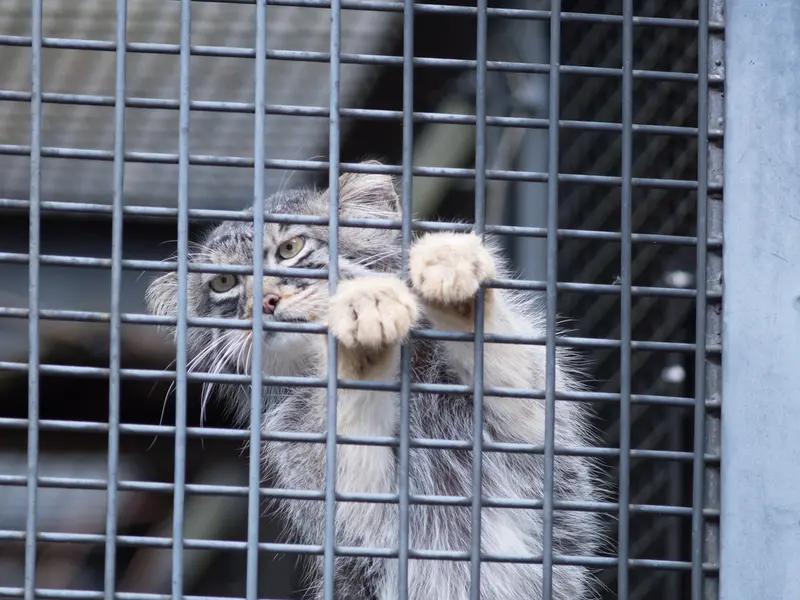 A photograph of Hide in Asahiyama Zoo