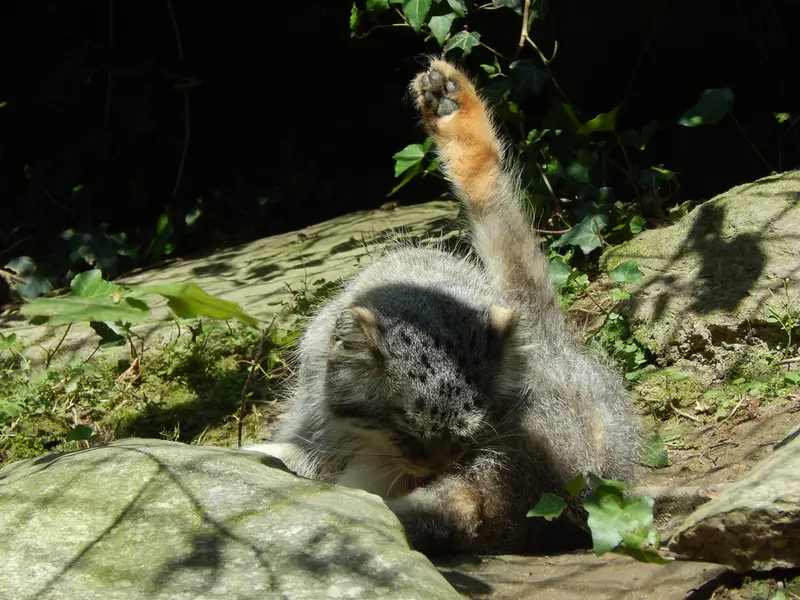 A photograph of Altana in Parco Faunistico La Torbiera