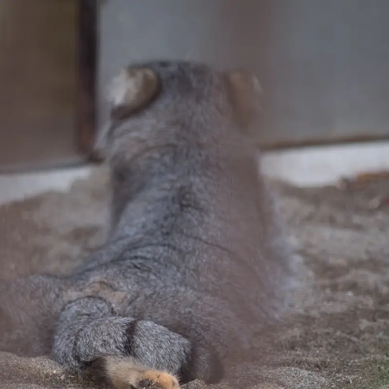 A photograph of Figa in Nogeyama Zoo