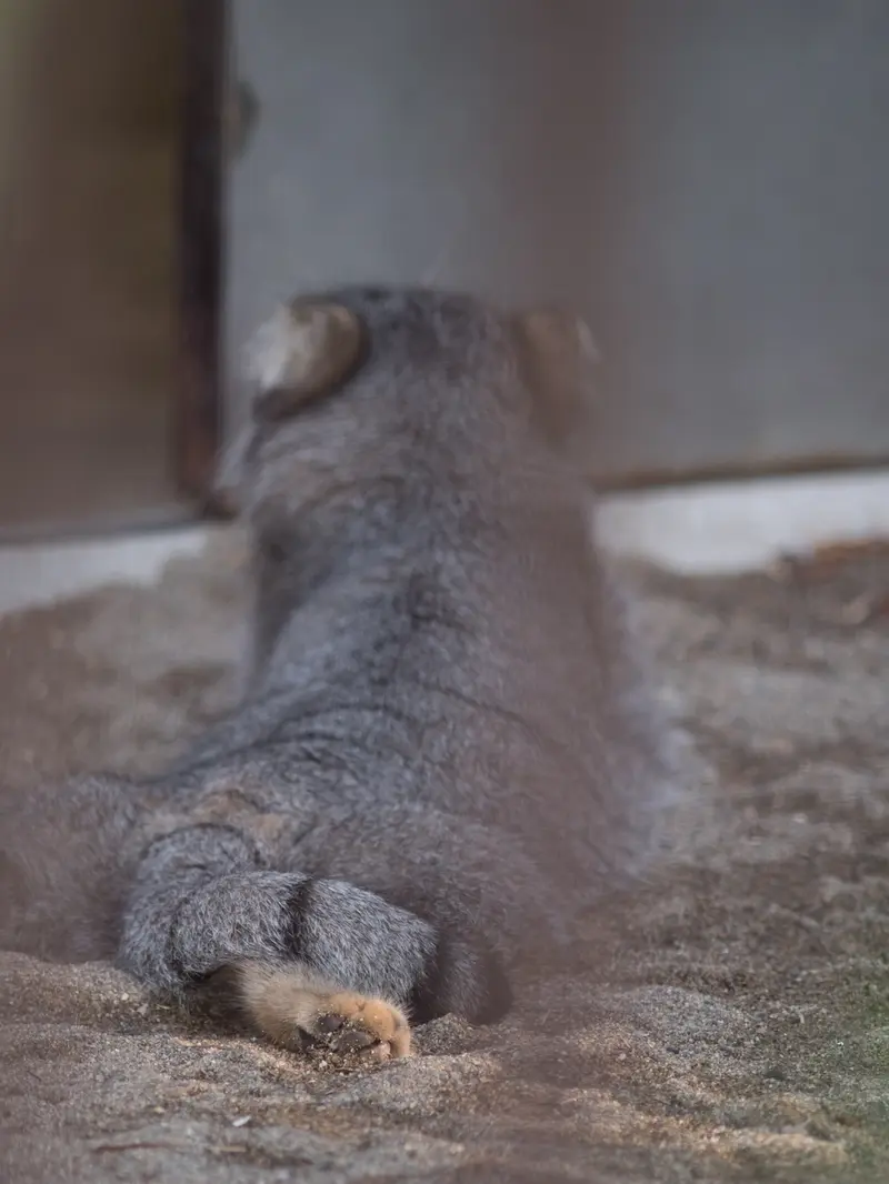 A photograph of Figa in Nogeyama Zoo