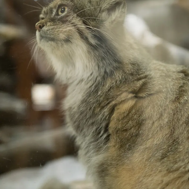 A photograph of Primula in Ueno Zoological Gardens