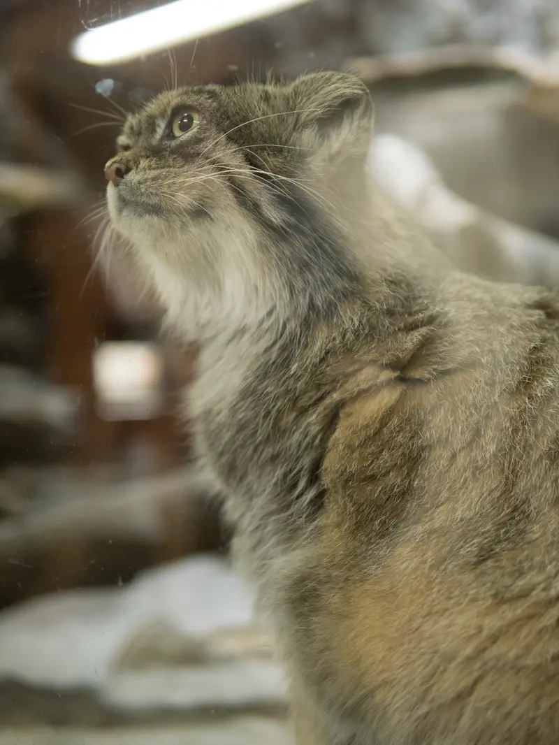A photograph of Primula in Ueno Zoological Gardens