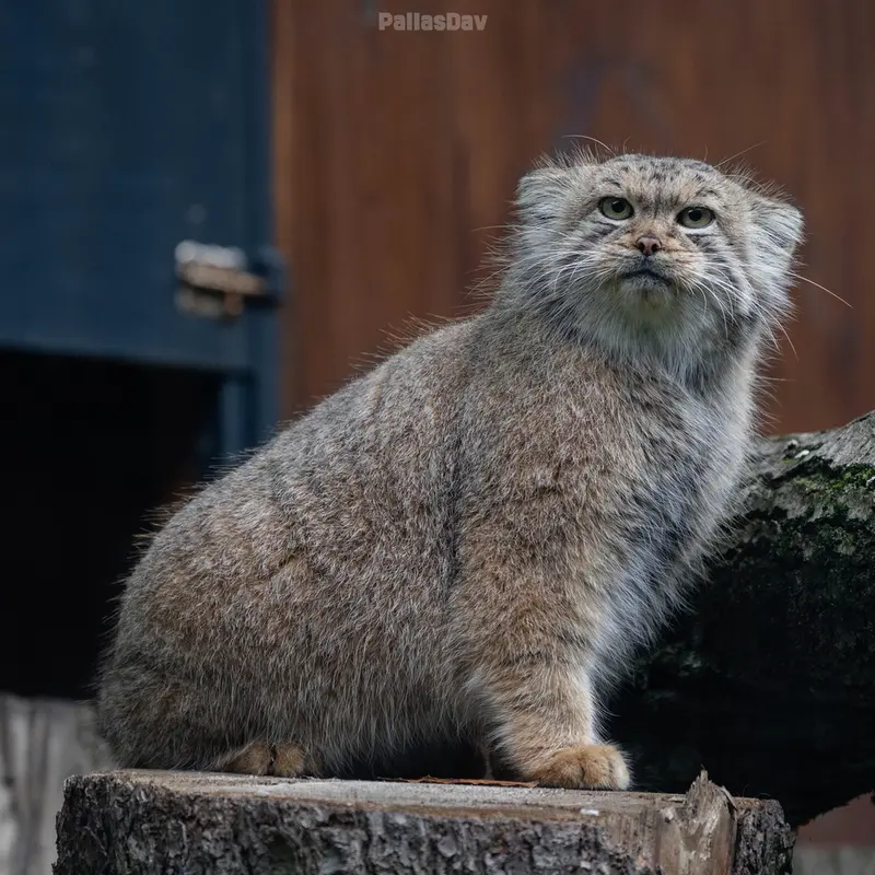 A photograph of Melissa in Lithuanian Zoo