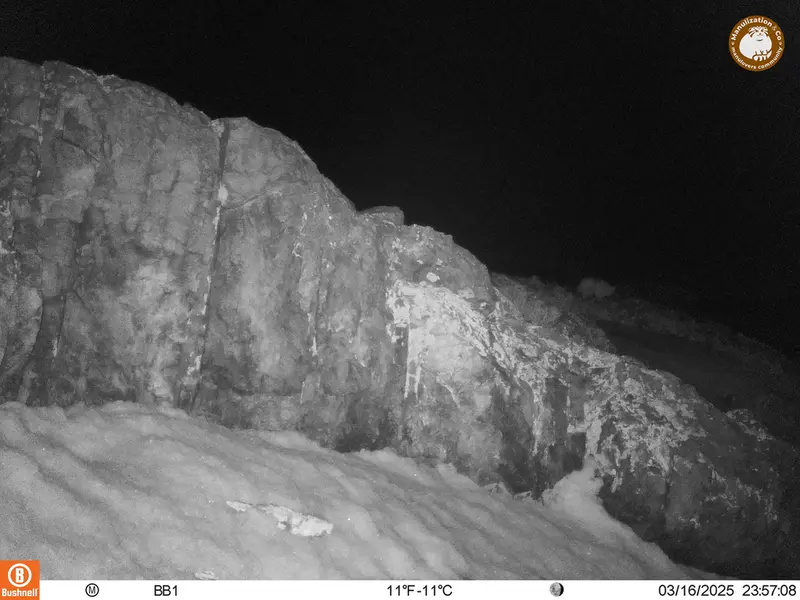 A photograph of Asian badger from Aktas-Kunkora camera trap
