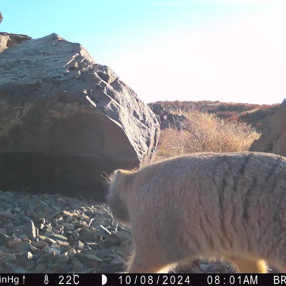 A photograph of Otocolobus manul manul from Kiikbai [new] camera trap