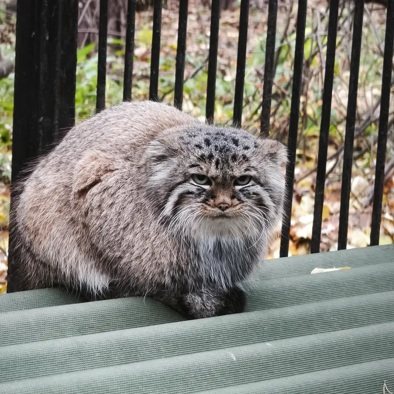 A photograph of Gabi in Novosibirsk Zoo