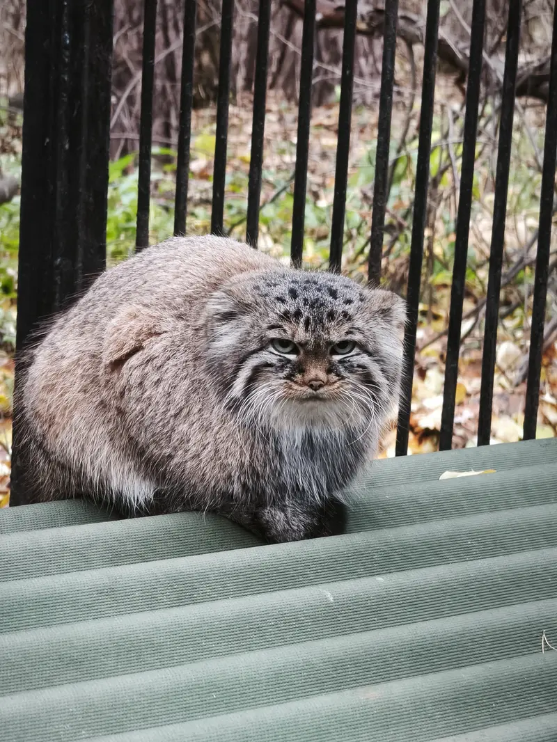 A photograph of Gabi in Novosibirsk Zoo