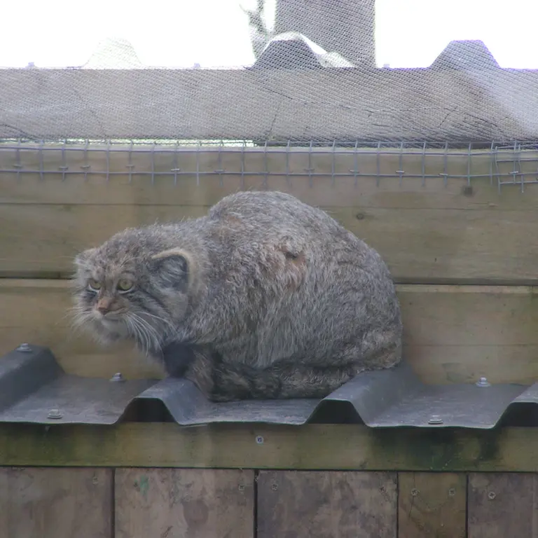 A photograph of Altai in The Lakeland Wildlife Oasis