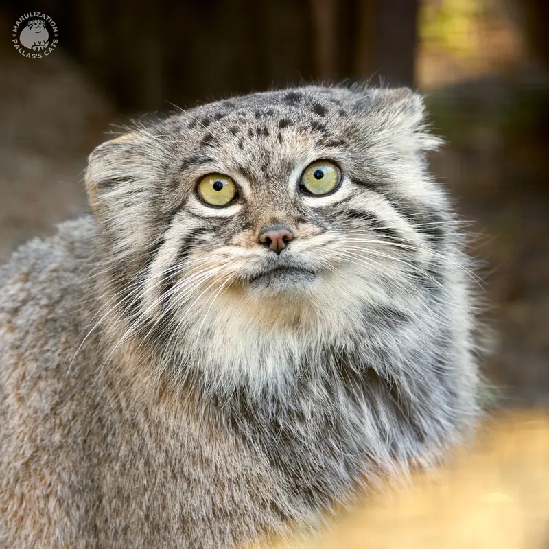A photograph of Siberian girl in Chomutov Zoo