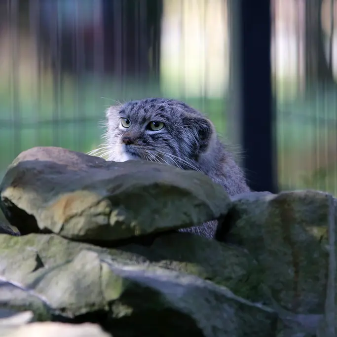 A photograph of Tsas in Kraków Zoo