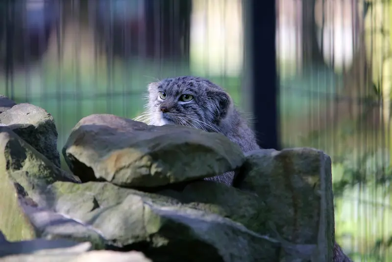 A photograph of Tsas in Kraków Zoo