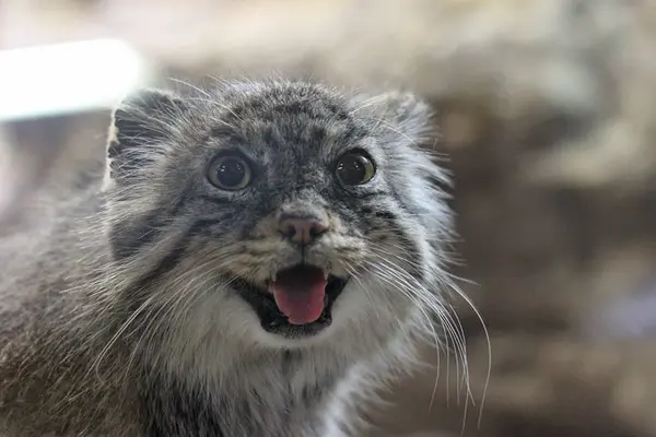A photograph of Yus in Ueno Zoological Gardens