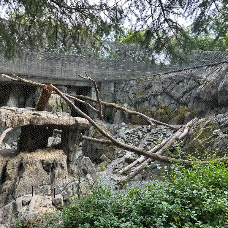 A photograph of a Pallas's cat in Woodland Park Zoo