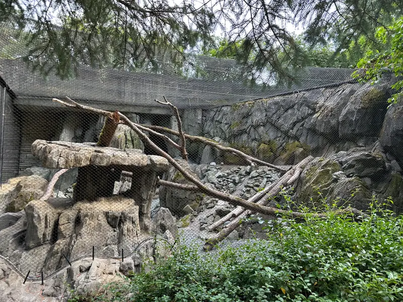 A photograph of a Pallas's cat in Woodland Park Zoo