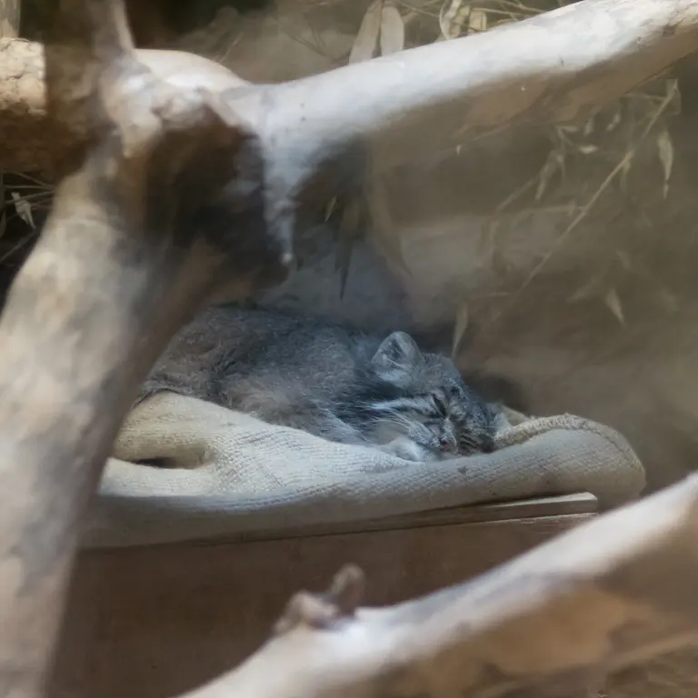 A photograph of Klyon in Ueno Zoological Gardens