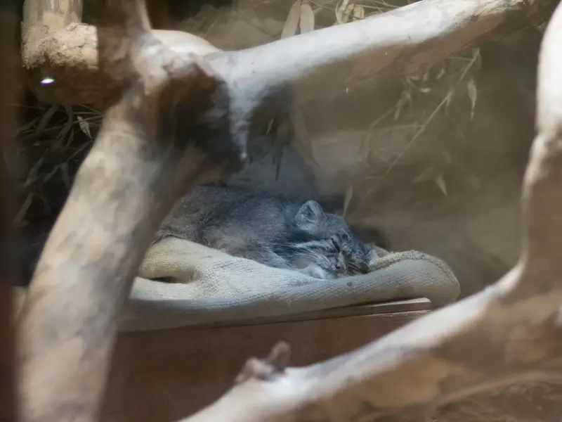 A photograph of Klyon in Ueno Zoological Gardens
