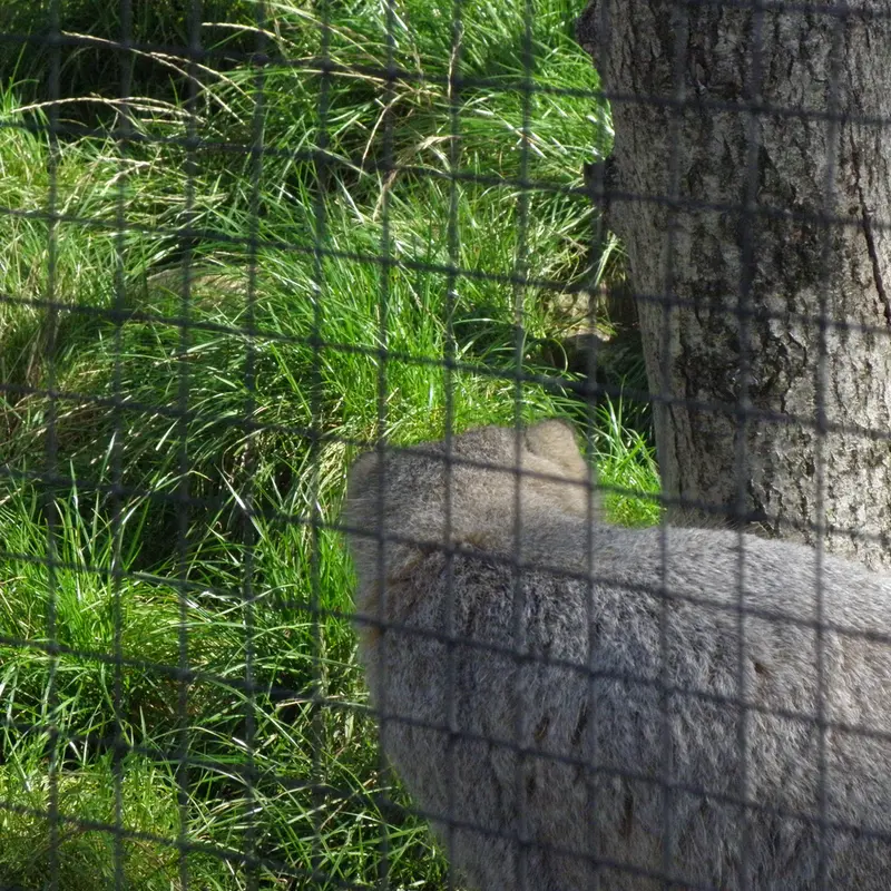 A photograph of a Pallas's cat in The Lakeland Wildlife Oasis