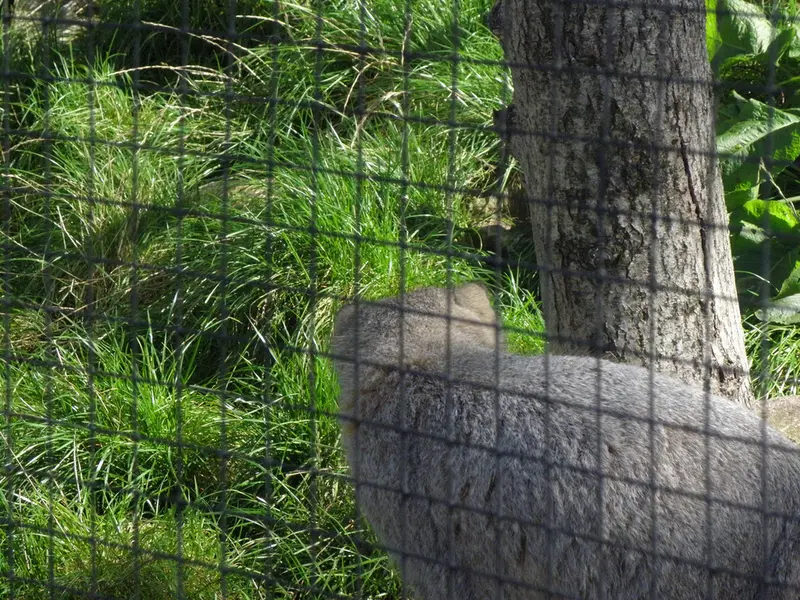 A photograph of a Pallas's cat in The Lakeland Wildlife Oasis