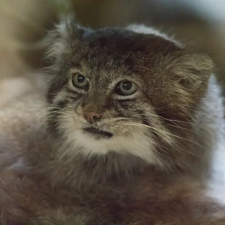 A photograph of Klyon in Ueno Zoological Gardens