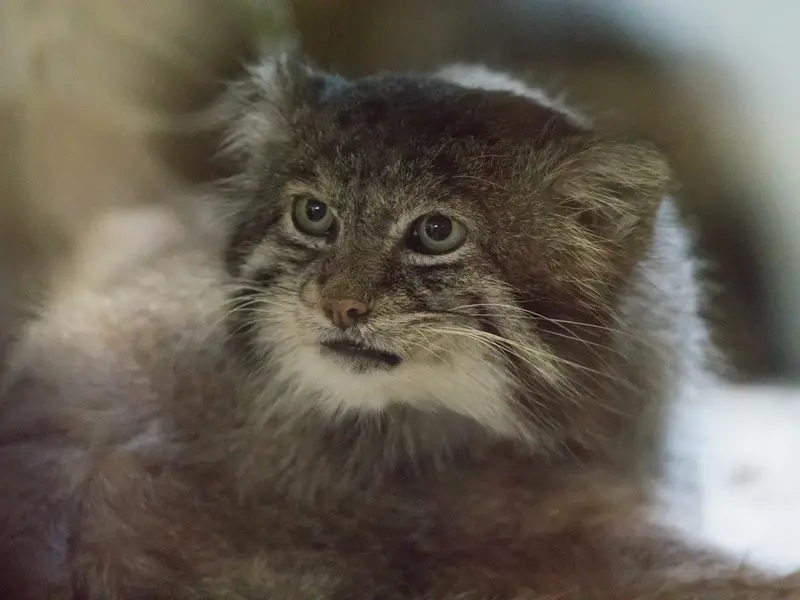A photograph of Klyon in Ueno Zoological Gardens