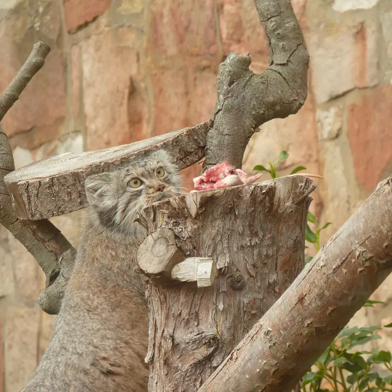 A photograph of Duchess in Edinburgh Zoo